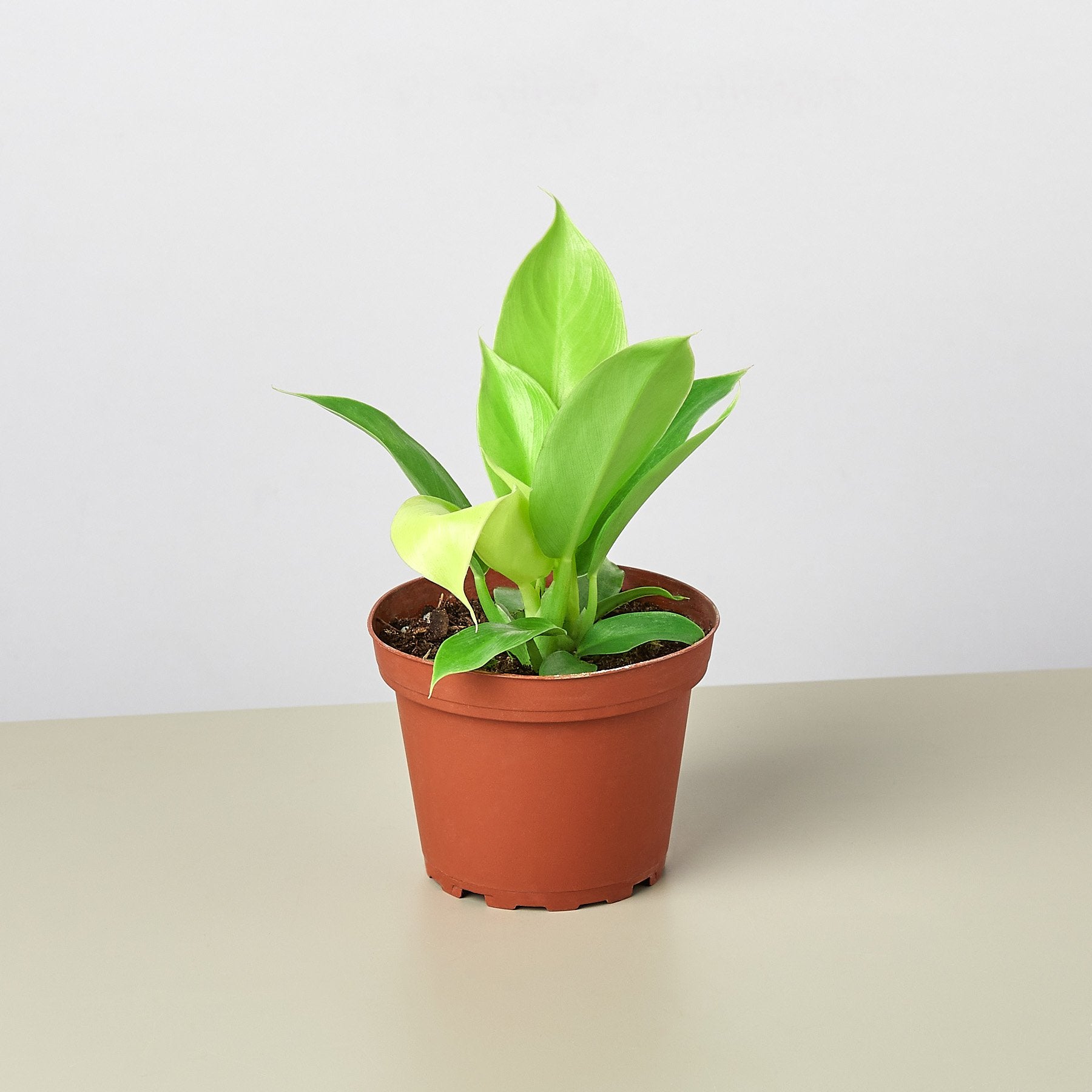 Philodendron 'Moonlight' - House Plant Shop