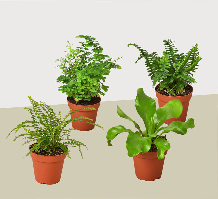 4 Fern Variety Pack - Live Plants - FREE Care Guide - 4" Pot - House Plant