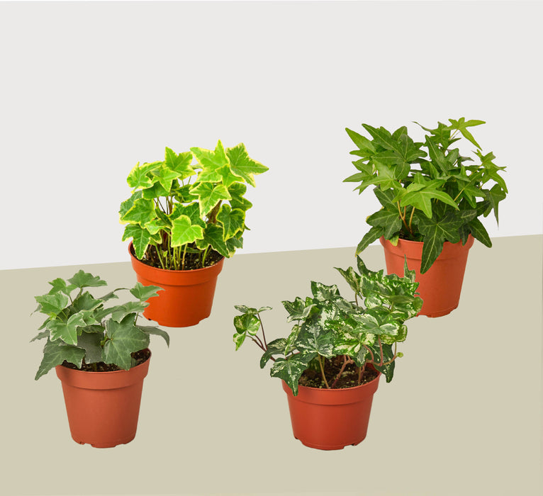 4 Different English Ivy Plants - 4" Pots - Live House Plant