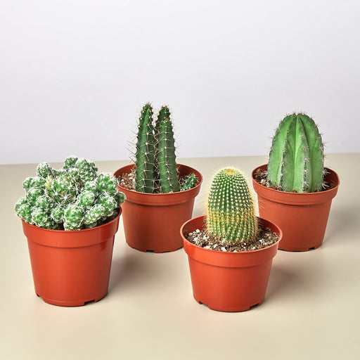 4 pots for plants 4 Cacti Variety Bundle
