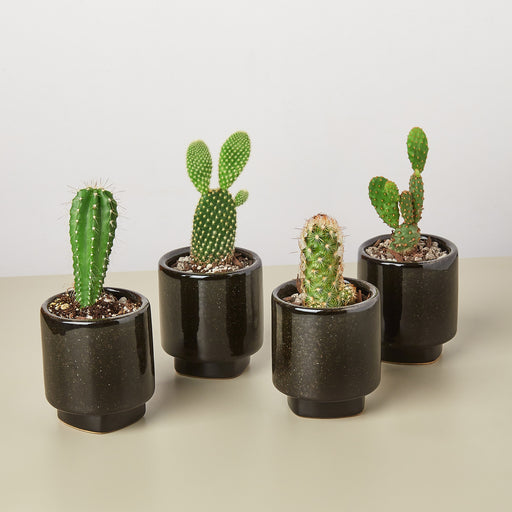4 Pre Potted Cacti Variety Pack - 3.0" Pot - House Plant Shop