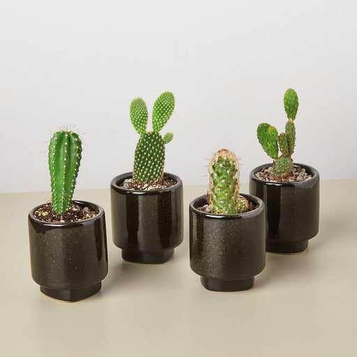 pre potted plants 4 Pre Potted Cacti Variety Pack - 3.0" Pot