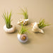 4 different seashell varieties with Tillandsia Kolbii display