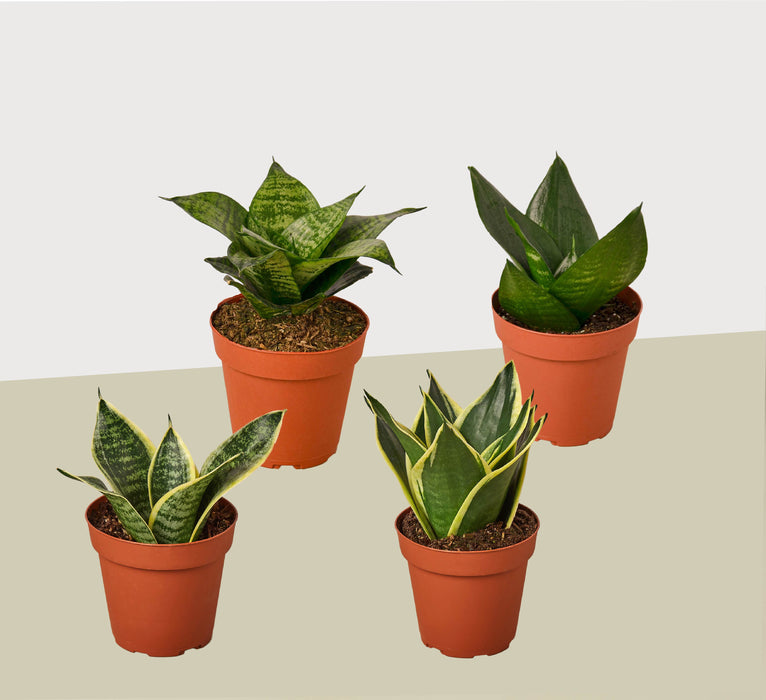 4 Different Snake Plants in 4" Pots - Sansevieria - Live Plant - FREE Care Guide