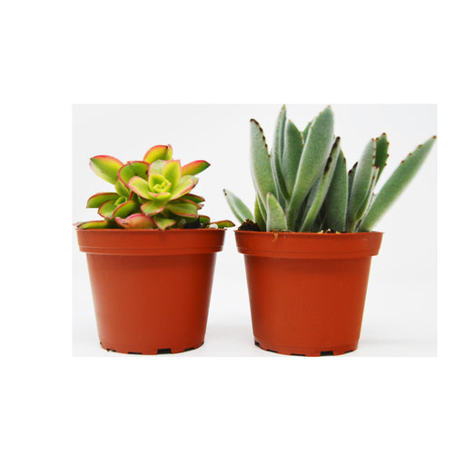 2 Succulent Variety Pack / 4" Pot / Live Home and Garden Plant - House Plant Shop