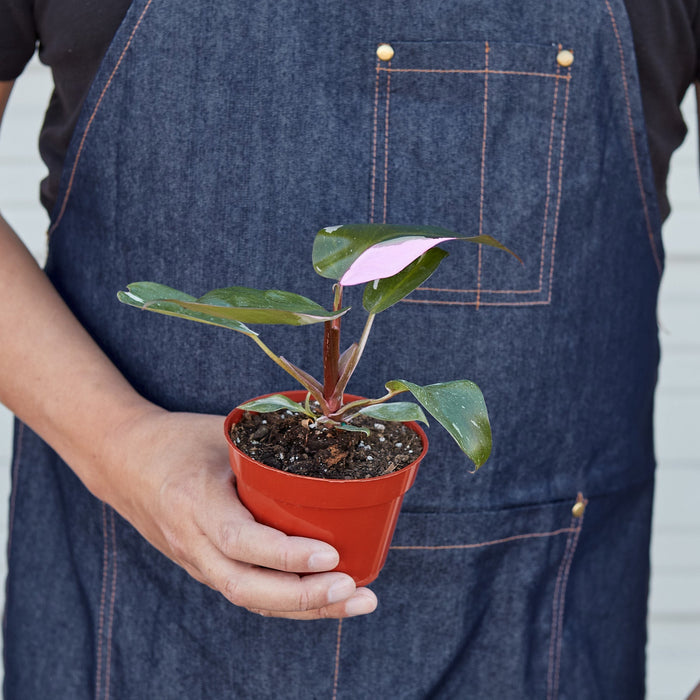 philodendron store Philodendron 'Pink Princess' | Indoor Plant | Tropical Plant | Potted Plant