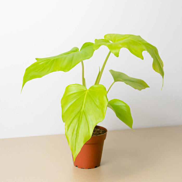Philodendron 'Warscewiczii' | Indoor Plant | Tropical Plant | Potted ...