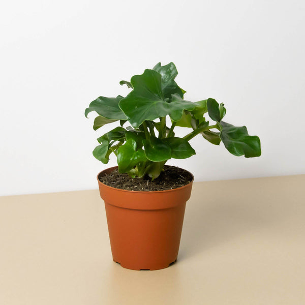 philodendron acutatum Philodendron 'Atom' | Indoor Plant | Tropical Plant | Potted Plant