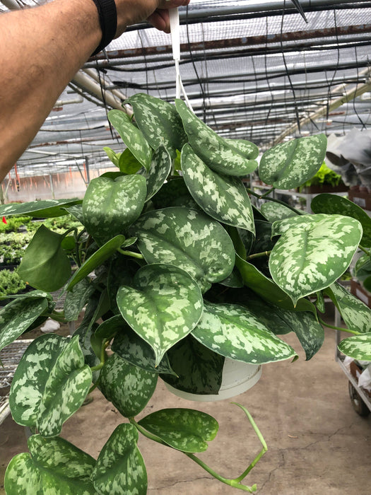 pothos exotica leaves Scindapsus Pictus 'Exotica' | Indoor Plant | Tropical Plant | Potted Plant