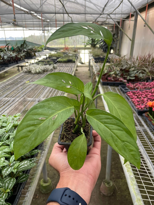 large swiss cheese plant for sale Monstera Adansonii 'Swiss Cheese' | Indoor Plant | Tropical Plant | Monstera Adansonii | Potted Plant