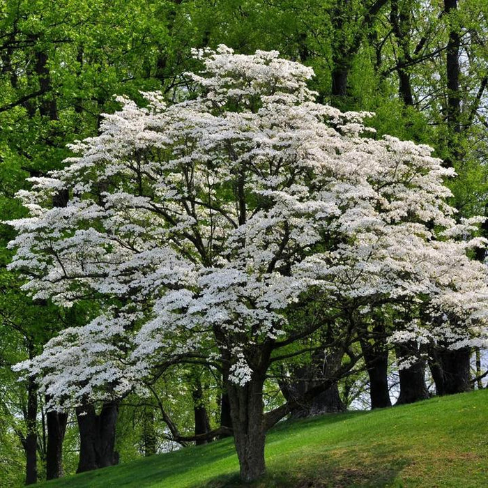 White Dogwood | Flowering Tree by Growing Home Farms