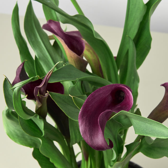 Blooming Bundle Calla Lily Purple