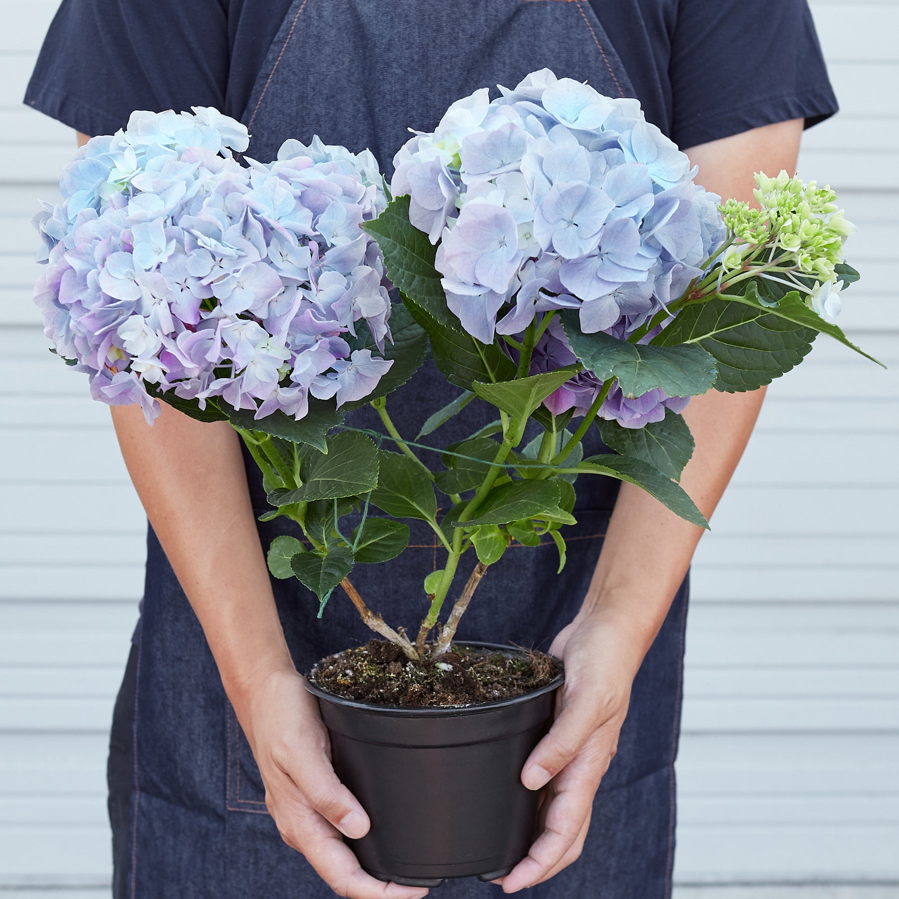 Blue Hydrangea Indoor Plant Tropical Plant Potted Plant — House