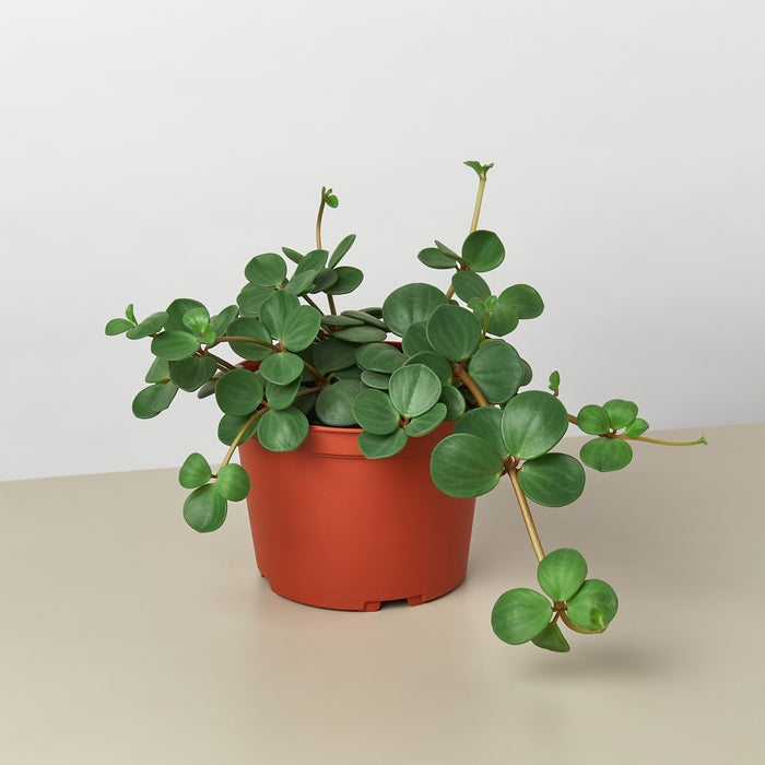 hope succulent Peperomia 'Hope'