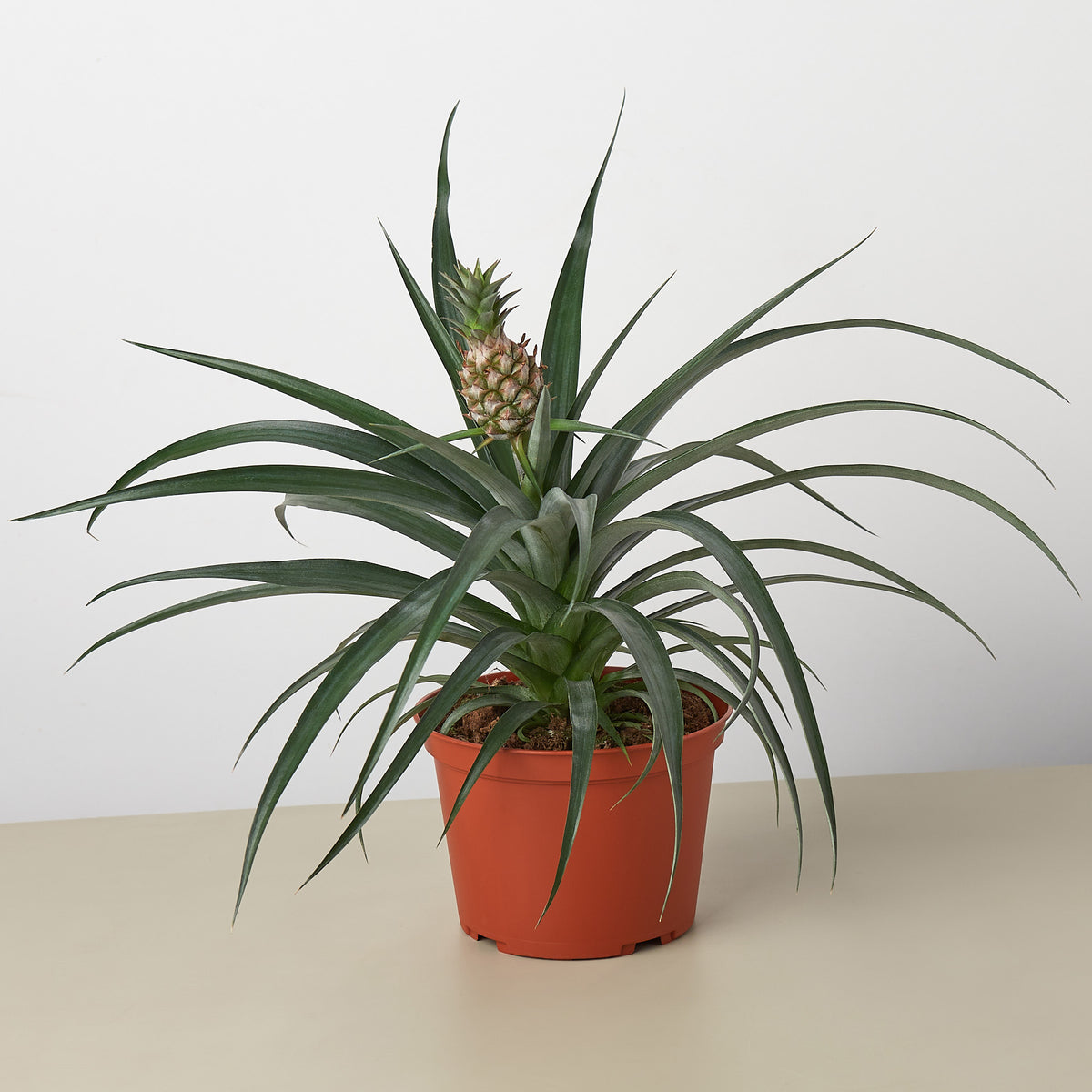 fully grown pineapple plant for sale Bromeliad 'Yellow Pineapple'