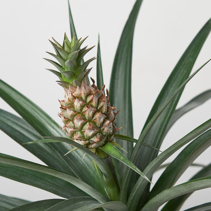 baby pineapple plant for sale Bromeliad 'Yellow Pineapple' - 6" Pot | Indoor Plant | Tropical Plant | Potted Plant