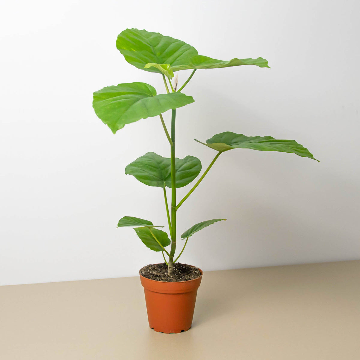 現物「フィカス・ウンベラータ」７号　100ｃｍ　Ficus umbellata Ficus 'Umbellata' | Indoor Plant | Tropical Plant | Potted Plant