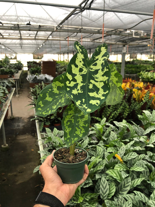 Alocasia Hilo Beauty in 4 or 6 Pot | Elephant Ears Plant | Caladium Alocasia Hilo Beauty in 4 or 6 Pot | Elephant Ears Plant | Caladium