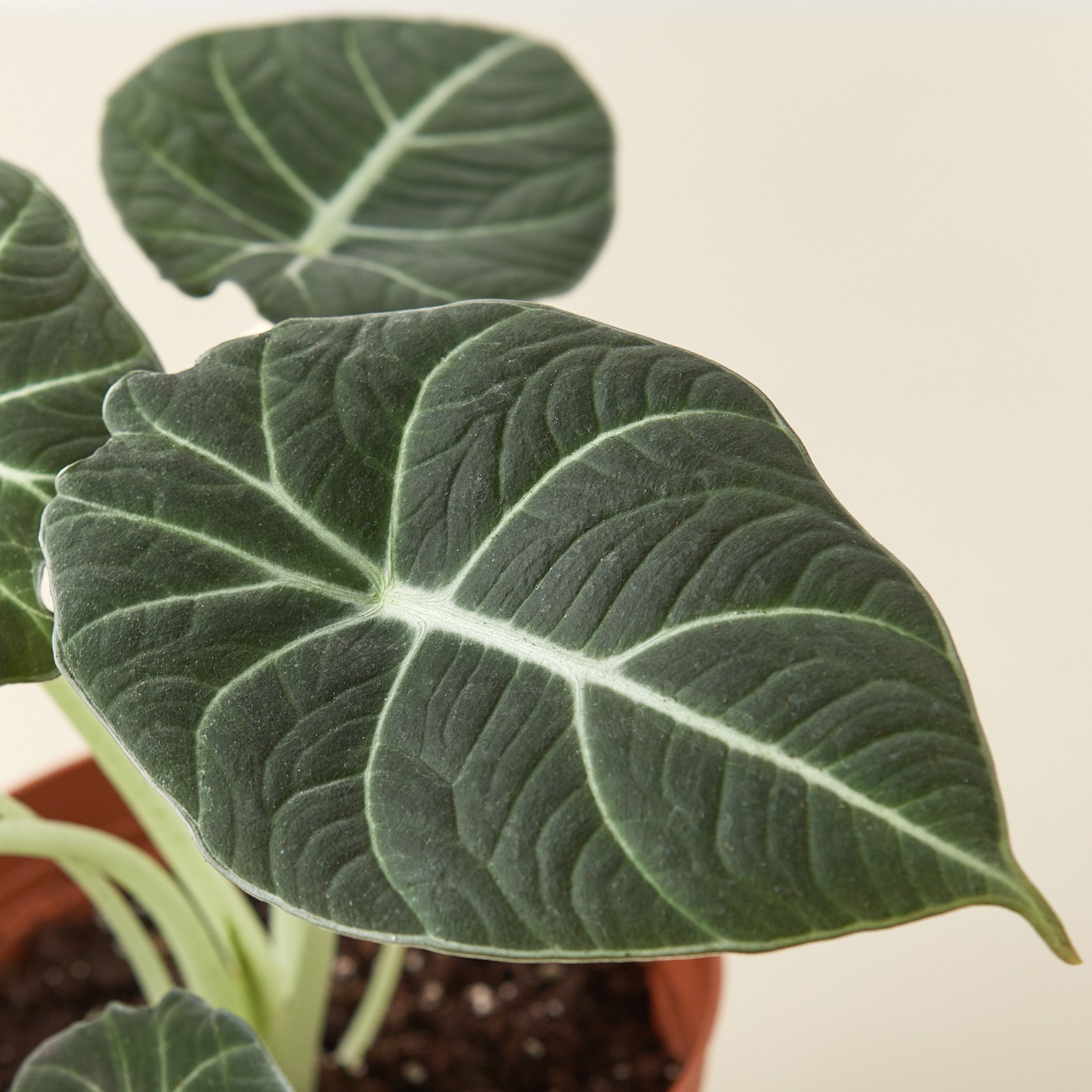 Alocasia Reginula 'Black Velvet'