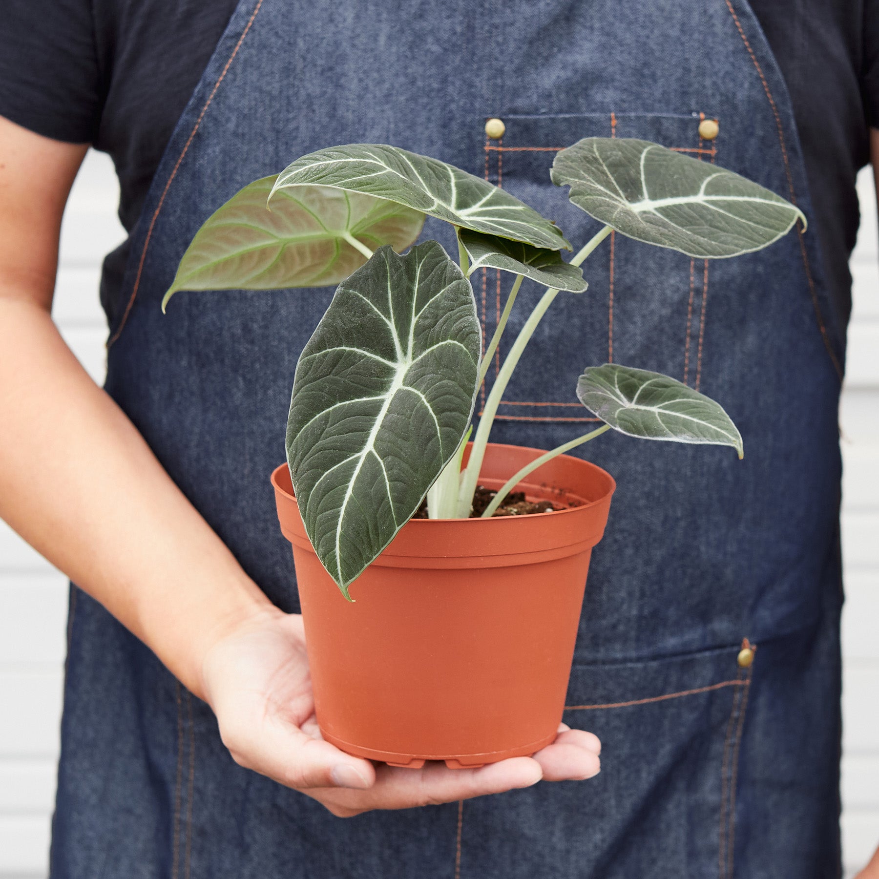 Alocasia Reginula 'Black Velvet'