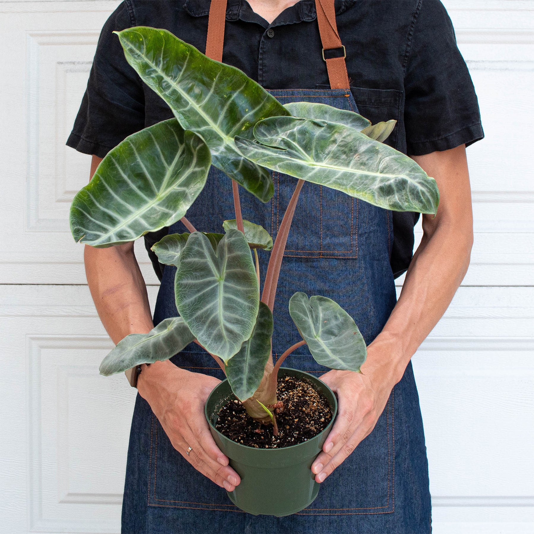 Alocasia 'Pink Dragon' | Indoor Plant | Tropical Plant | Potted Plant ...