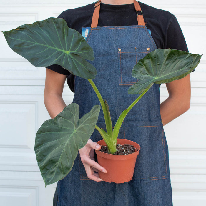 alocasia regal shields elephant ear plant Alocasia 'Regal Shield'