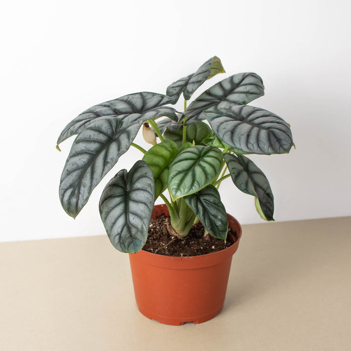 silver dragon house plant Alocasia 'Silver Dragon' | Indoor Plant | Tropical Plant | Potted Plant