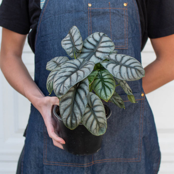 silver dragon house plant Alocasia 'Silver Dragon' | Indoor Plant | Tropical Plant | Potted Plant