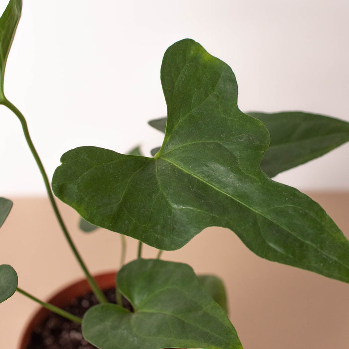 Anthurium 'Lacy Plant'