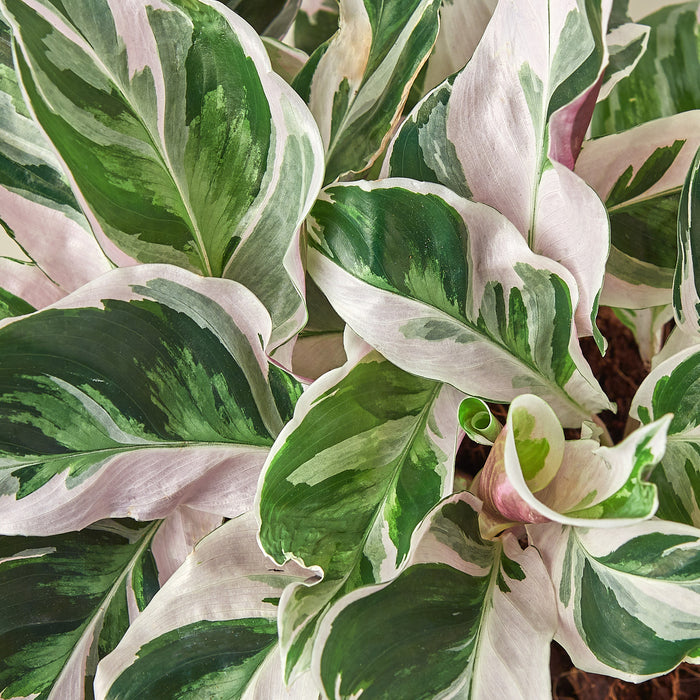 Calathea Fusion White - Hello Plants Calathea Fusion White - Hello Plants