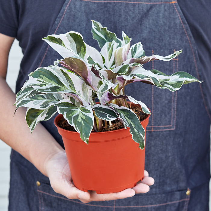 POWERS TO FLOWERS - CALATHEA, MARANTA SET, AMAGRIS, BURBLE MAXII, FREDDIE, ORNATA BEAUTY STAR, piante vere POWERS TO FLOWERS - CALATHEA, MARANTA SET, AMAGRIS, BURBLE MAXII, FREDDIE, ORNATA BEAUTY STAR, piante vere
