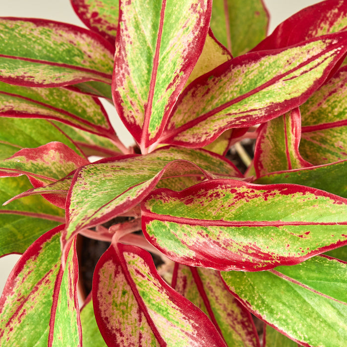 red chinese aglaonema Chinese Evergreen 'Red Siam' - 6" Pot | Indoor Plant | Tropical Plant | Potted Plant