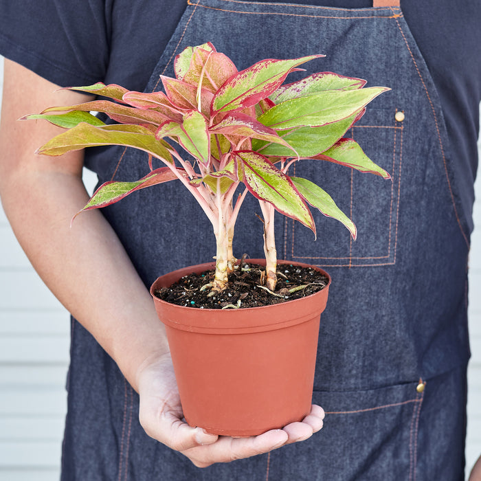 aglaonema red chinese evergreen Chinese Evergreen 'Red Siam' - 6" Pot | Indoor Plant | Tropical Plant | Potted Plant