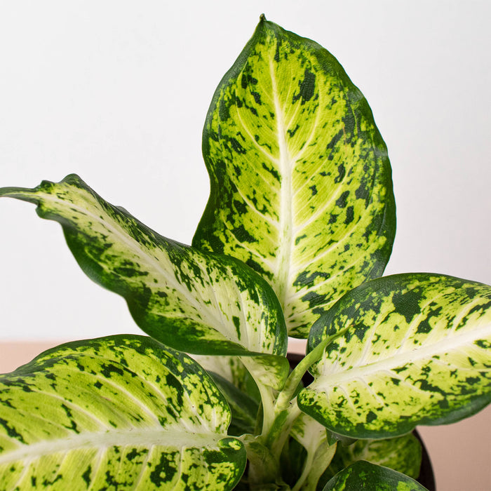 dieffenbachia anne Dieffenbachia 'Amy'