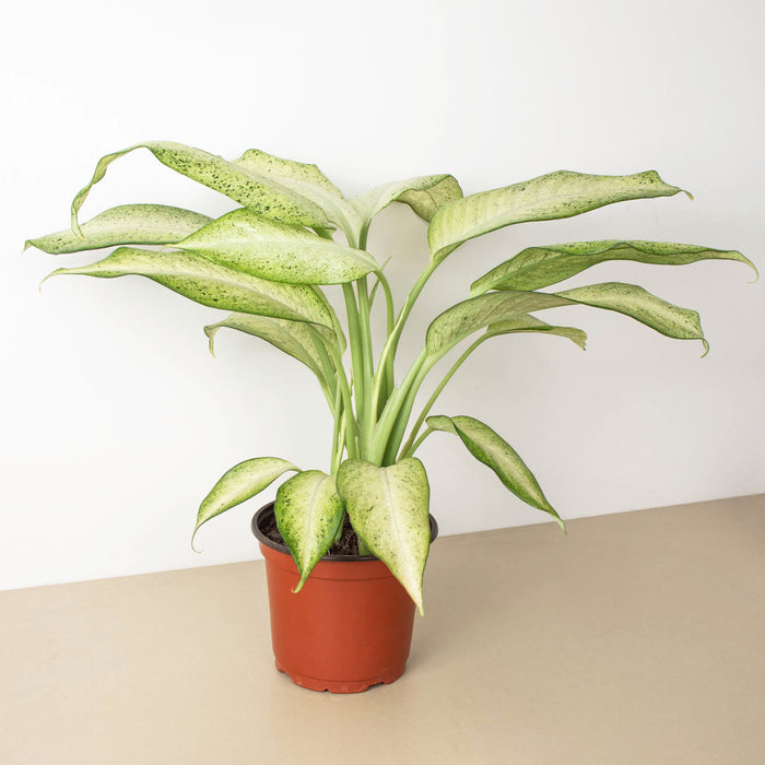 dieffenbachia camouflage how to care for Dieffenbachia 'Camouflage' | Indoor Plant | Tropical Plant | Potted Plant