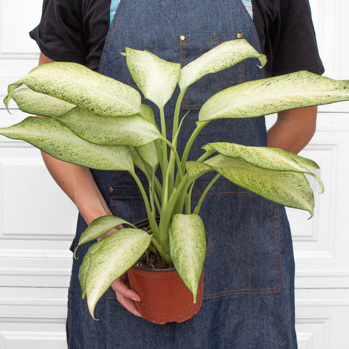 dieffenbachia camouflage plant Dieffenbachia 'Camouflage'