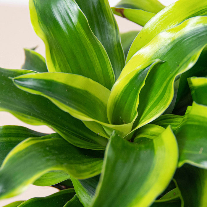 dracaena arborea Dracaena 'Tornado' | Indoor Plant | Tropical Plant | Potted Plant