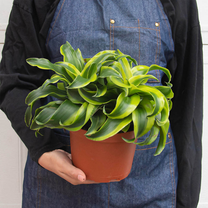dracaena tornado swirl plant Dracaena 'Tornado'