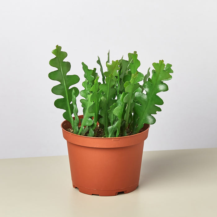 ric rac succulent Epiphyllum 'Ric Rac' Cactus