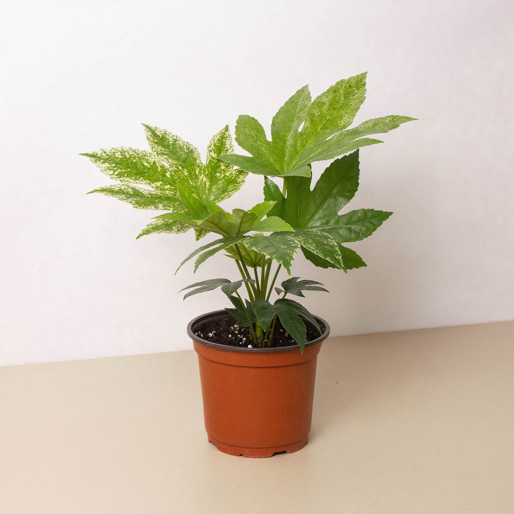 Fatsia 'Spider's Web' | Indoor Plant | Tropical Plant | Potted Plant