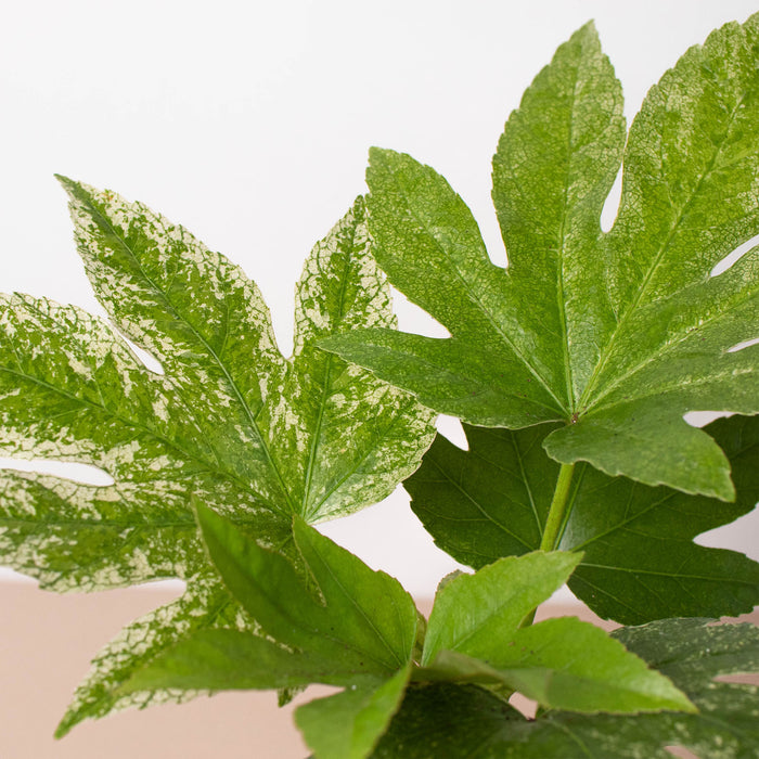 spider's web plant Fatsia 'Spider's Web' | Indoor Plant | Tropical Plant | Potted Plant
