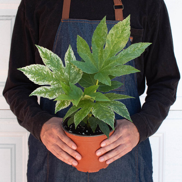 web on indoor plants Fatsia 'Spider's Web' | Indoor Plant | Tropical Plant | Potted Plant