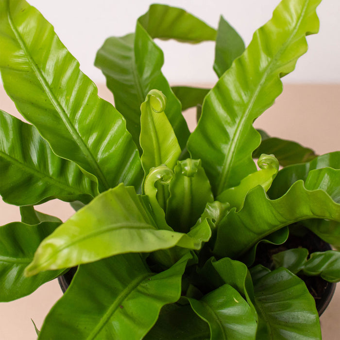 bird nest fern for sale Fern 'Bird's Nest Hurricane' | Indoor Plant | Tropical Plant | Potted Plant