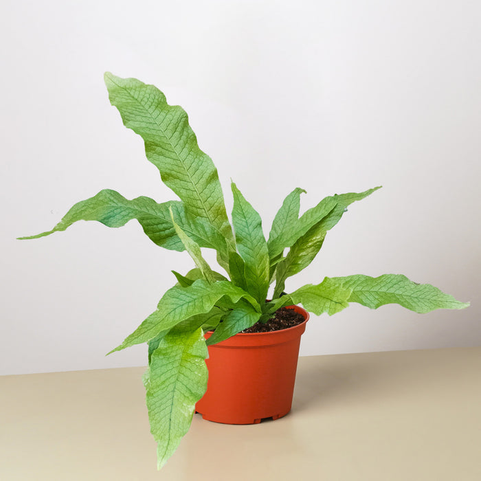 anthurium green crocodile Fern 'Crocodile' | Indoor Plant | Tropical Plant | Nephrolepis exaltata | Potted Plant