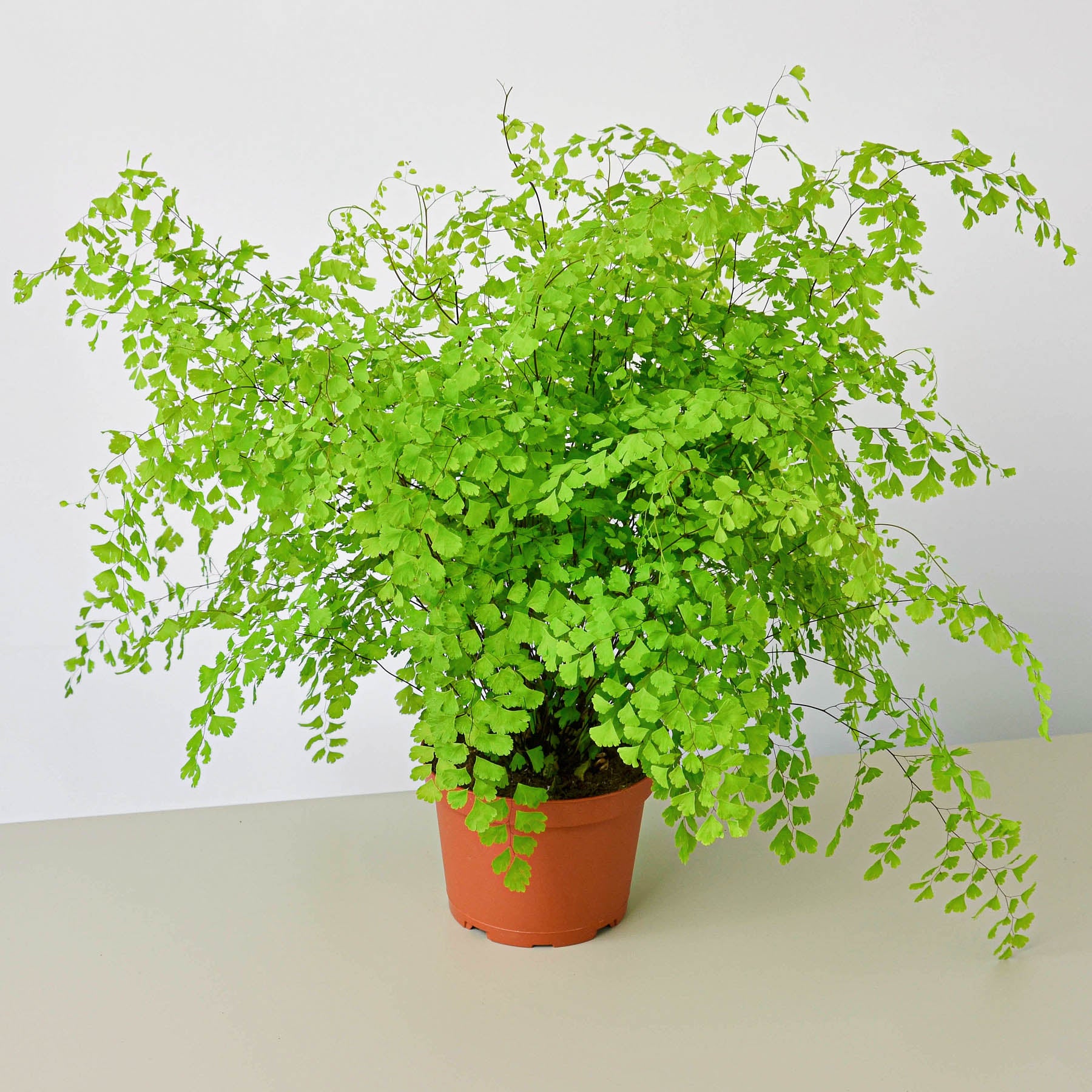 Maidenhair Fern