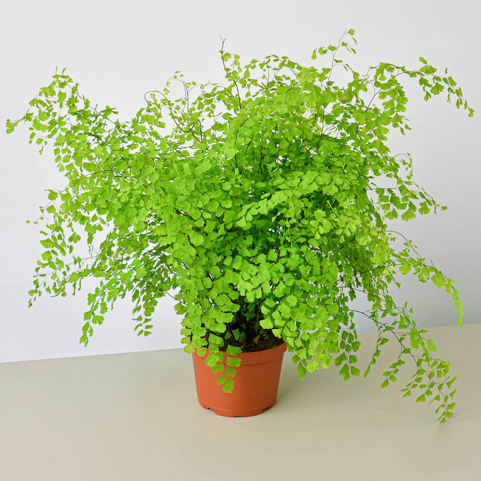 house fern plants Maidenhair Fern