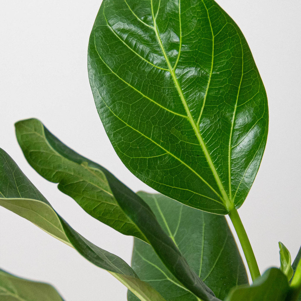 audrey ficus for sale Ficus 'Audrey' - 4" Pot | Indoor Plant | Tropical Plant | Potted Plant