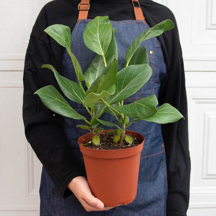 ficus audrey indoor plant Ficus 'Audrey'