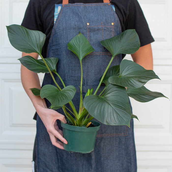 philodendron emerald gem Homalomena 'Emerald Gem'
