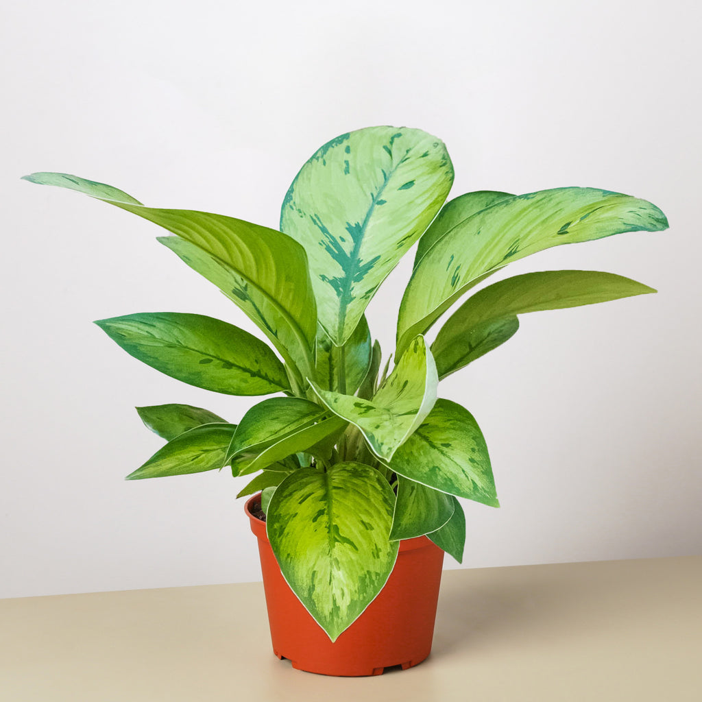 aglaonema selby Homalomena 'Selby'